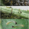 euph aurinia larva1 volg